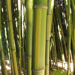 Bambu Phyllostachys b. C. inversa